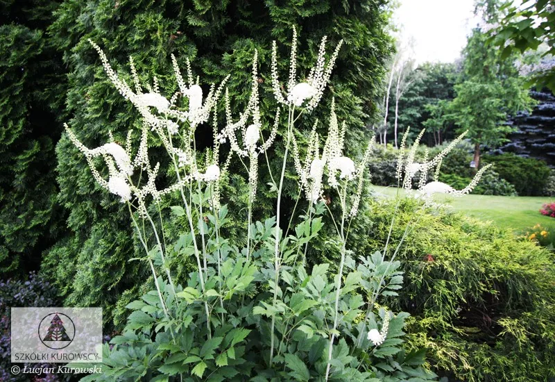 Көпжылдық өсімдіктер