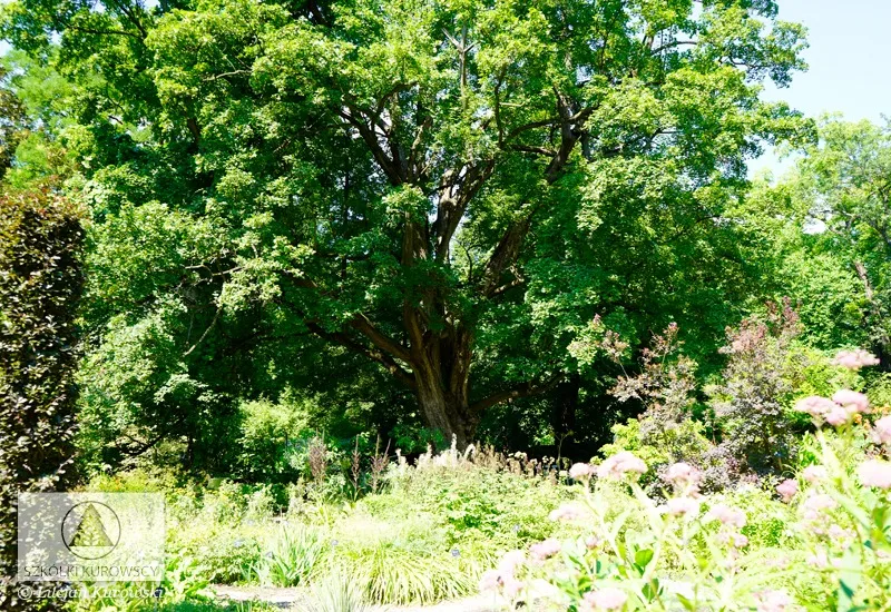 Жапырақты өсімдіктер