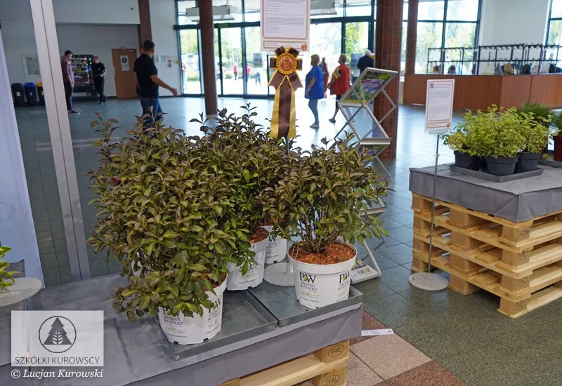 Контейнердегі өсімдіктер