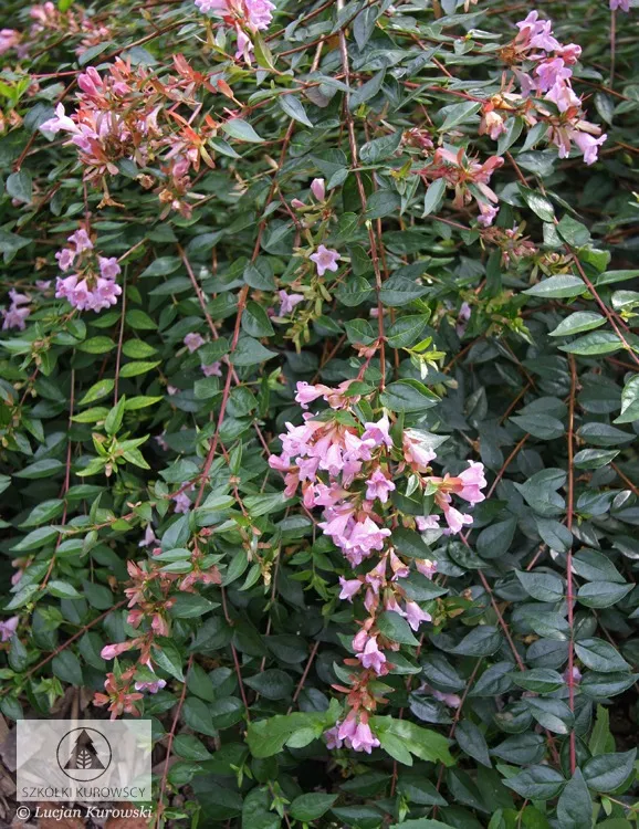 Жапырақты өсімдіктер