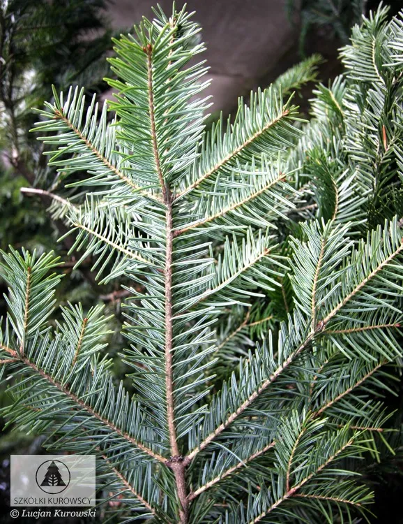 Қылқан жапырақты өсімдіктер