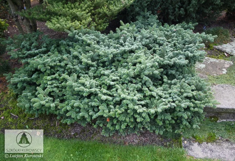 Қылқан жапырақты өсімдіктер