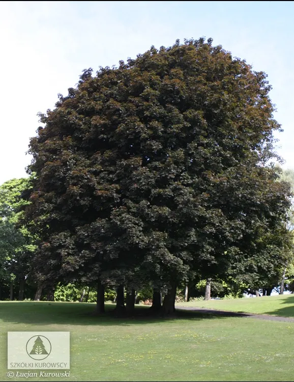 Қалалық көгалдандыруға арналған өсімдіктер