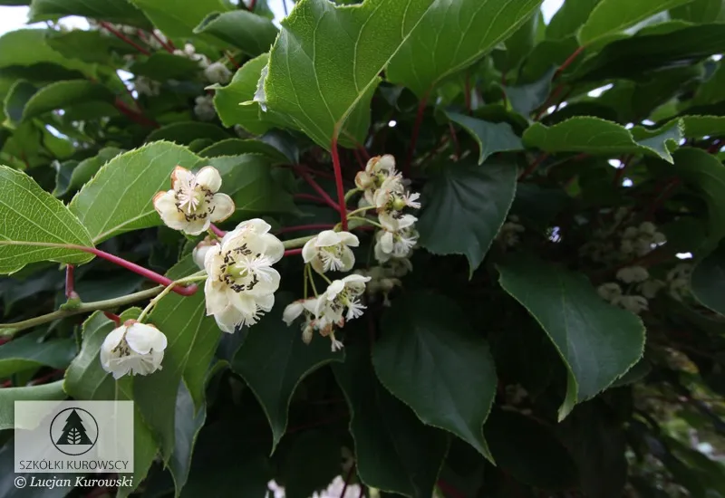 Шырмауық өсімдіктер