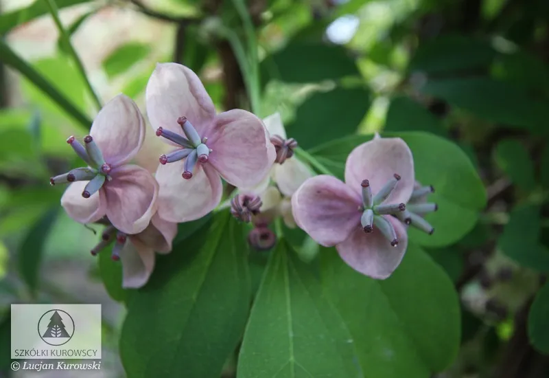 Шырмауық өсімдіктер