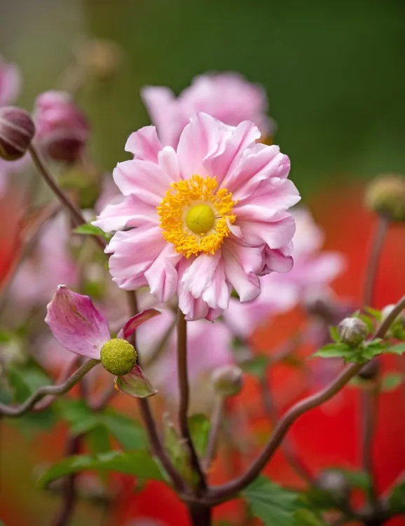 Көпжылдық өсімдіктер