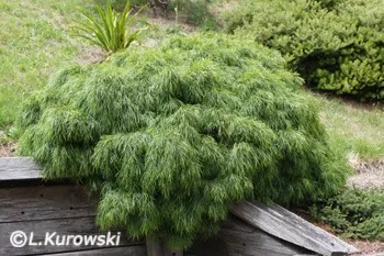 Экзотикалық өсімдіктер